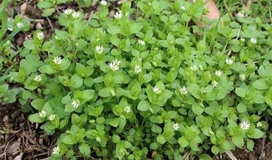 Лечење артрозе колена код куће